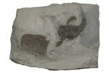 Eurypterus (Sea Scorpion) Fossil - New York #236957-1